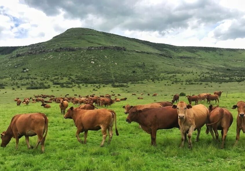 Cows Cows